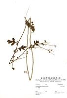 藏品(阿里山油菊)的圖片